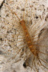 Scutigera linceci