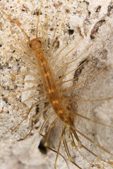 Scutigera linceci