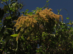 Ledenbergia peruviana