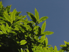 Quercus humboldtii