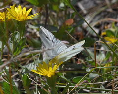 Pontia occidentalis