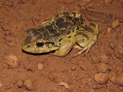 Leptodactylus knudseni