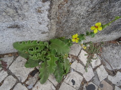 Verbascum sinuatum
