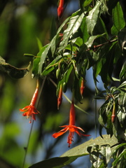 Fuchsia venusta