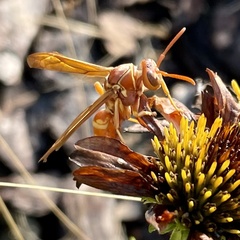 Polistes apachus