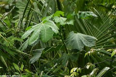 Cnidoscolus multilobus