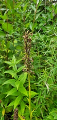 Platanthera psycodes