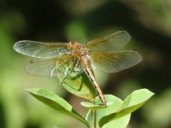 Sympetrum semicinctum