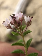 Polanisia dodecandra dodecandra