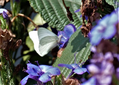 Hesperocharis leucania