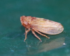 Megophthalminae