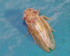 Megophthalminae