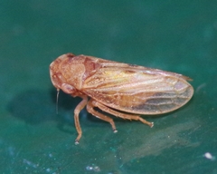 Megophthalminae