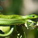 Eastern Green Snake - Photo (c) Nick Schaller, some rights reserved (CC BY-NC), uploaded by Nick Schaller