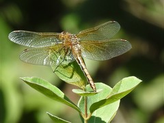 Sympetrum semicinctum