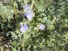 Phacelia cicutaria