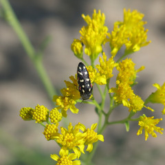 Acmaeodera gibbula