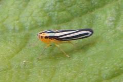 Tettigoniella