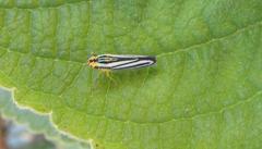 Tettigoniella