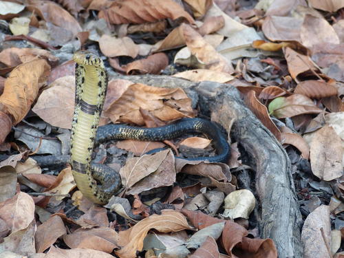 Brown Forest Cobra