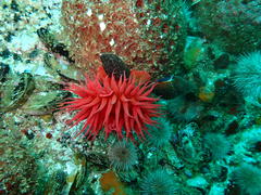 Pseudactinia flagellifera