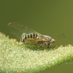 Bactericera cockerelli