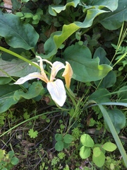 Iris fernaldii