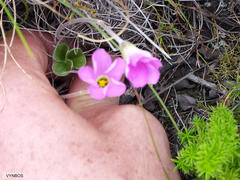 Oxalis truncatula