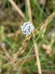 Eriocaulon aquaticum