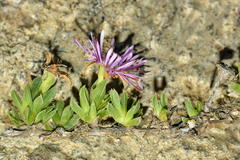 Antimima microphylla