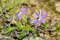 Antimima microphylla