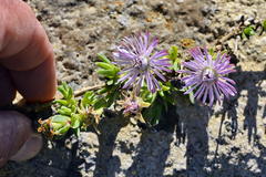 Antimima microphylla