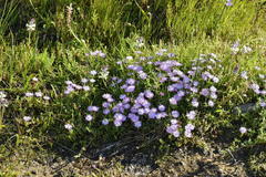 Antimima microphylla