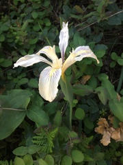 Iris fernaldii