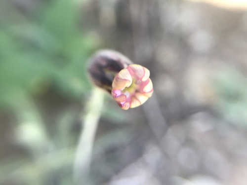 Image of Silene verecunda by no rights reserved
