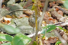 Troglodytes hiemalis