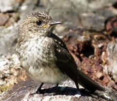 Muscicapa adusta adusta