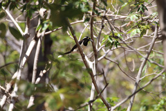 Cyanocorax cyanopogon