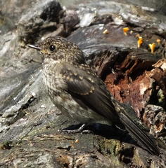 Muscicapa adusta adusta