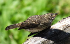 Muscicapa adusta adusta
