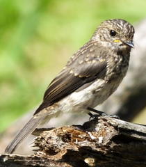 Muscicapa adusta adusta