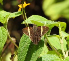 Eudaminae