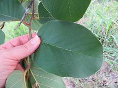 Annona senegalensis senegalensis
