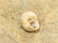 Valvata piscinalis