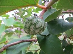 Annona senegalensis senegalensis