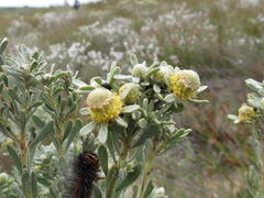 Leucadendron cinereum