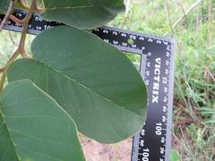 Annona senegalensis senegalensis