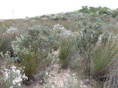 Leucadendron cinereum