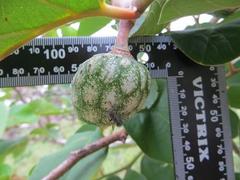 Annona senegalensis senegalensis