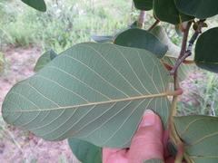 Annona senegalensis senegalensis